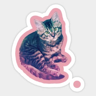 Kitten Sticker